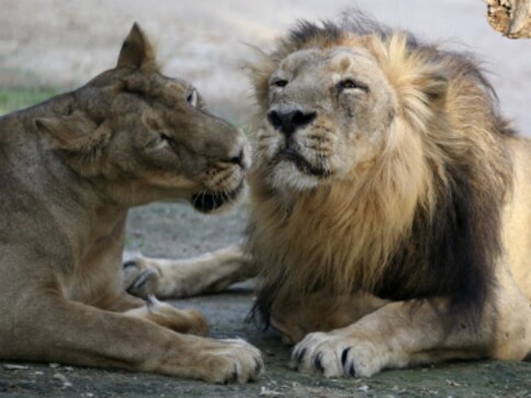 Amid Asiatic lion deaths at Gir forest, special vaccines arrive from US to protect the endangered big cats Amid Asiatic lion deaths at Gir forest, special vaccines arrive from US to protect the endangered big cats