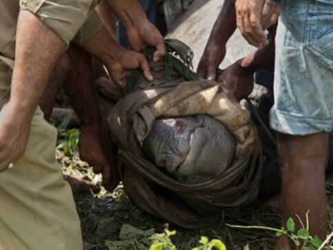 Kaziranga loses 17 adult rhinos to floods, asks public to help care for orphaned baby rhinos Kaziranga loses 17 adult rhinos to floods, asks public to help care for orphaned baby rhinos