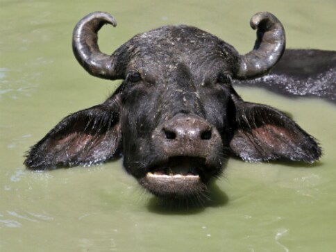 Rajasthan: Two thieves feared drowned as stolen buffalo swims to safety Rajasthan: Two thieves feared drowned as stolen buffalo swims to safety