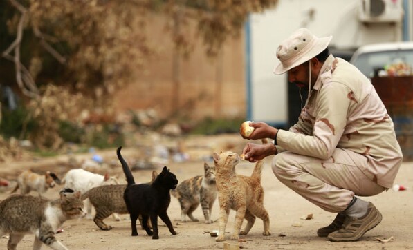 Know special powers of your feline: Did you know cats helped researchers predict earthquakes? Know special powers of your feline: Did you know cats helped researchers predict earthquakes?