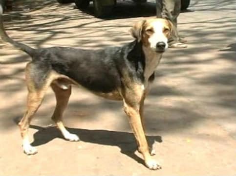 Every dog has its day: Panchayat members hand over memorandum to dog to protest against DM Every dog has its day: Panchayat members hand over memorandum to dog to protest against DM