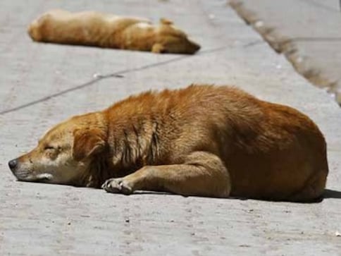 SC lifts stay on Delhi HC order on guidelines relating to feeding of stray dogs