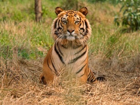 Rajasthan to close all three tiger reserves during monsoon owing to visitors' safety and animals' breeding period Rajasthan to close all three tiger reserves during monsoon owing to visitors' safety and animals' breeding period