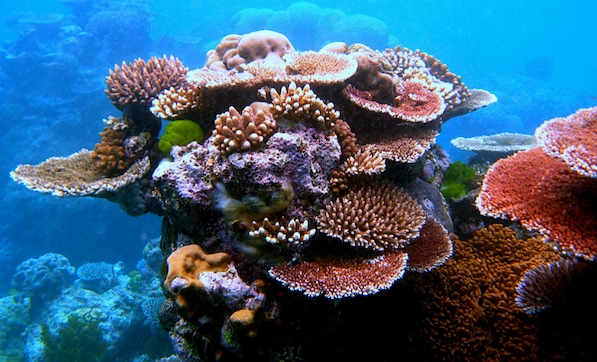 Mass bleaching events at Great Barrier Reef this year kill more corals than ever before Mass bleaching events at Great Barrier Reef this year kill more corals than ever before