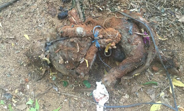 Vellore medical students brutally kill monkey: Maneka Gandhi backs fight for justice