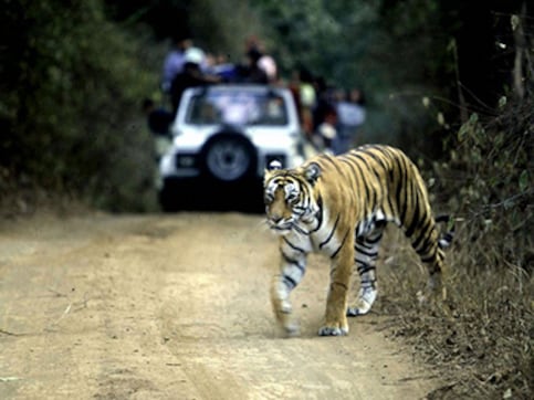 Poaching at all-time high, but tiger numbers still rose in 2016 Poaching at all-time high, but tiger numbers still rose in 2016