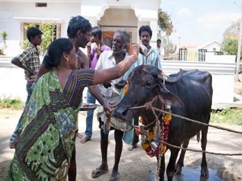 For God's sake: Photographer Pradeep KS offers new look at animal sacrifice For God's sake: Photographer Pradeep KS offers new look at animal sacrifice