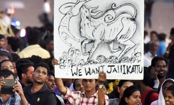 Jallikattu ban: Peta receives abusive calls, threat of rape; says fight for animal rights will continue Jallikattu ban: Peta receives abusive calls, threat of rape; says fight for animal rights will continue