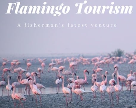 Flamingo watching in Mumbai: Winged visitors arrive for winter date Flamingo watching in Mumbai: Winged visitors arrive for winter date