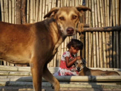 Holi 2017: How to ensure the festival of colours is happy for animals too