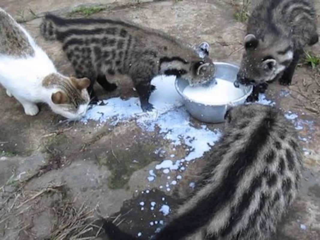 The Civet Cat Wild West Bengal Youtube