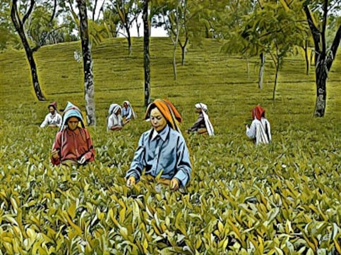 Amid the tea plantations of Jalpaiguri, West Bengal, what drives the hunt for 'witches' Amid the tea plantations of Jalpaiguri, West Bengal, what drives the hunt for 'witches'