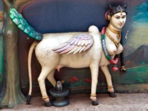 Cow slaughter ban fuelled by religious reasons, but unless we stop our hypocrisy, problems will persist