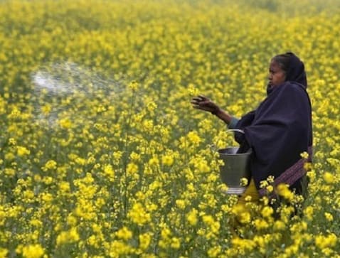 GM mustard row: Hasty call on genetically modified crop could spell disaster; govt must consider long-term effects
