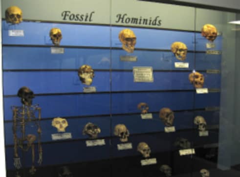 Fossils suggest hominids may have lived alongside modern humans: New research Fossils suggest hominids may have lived alongside modern humans: New research