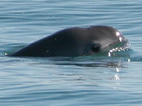 World's rarest marine species vaquita porpoise may be extinct in a year, reveals report