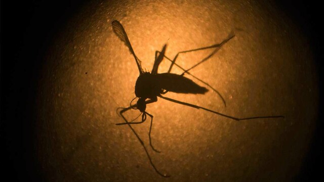 First Zika virus case reported in UP's Kanpur; IAF officer being treated First Zika virus case reported in UP's Kanpur; IAF officer being treated