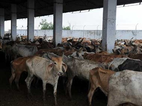 Pune gau rakshaks attacked by Ahmednagar mob after intercepting tempo suspected of transporting cattle Pune gau rakshaks attacked by Ahmednagar mob after intercepting tempo suspected of transporting cattle