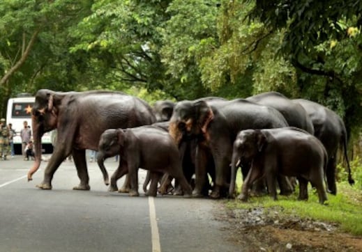 Assam floods: NGT slams govt for death for Kaziranga animals, asks to ensure their safety on highways Assam floods: NGT slams govt for death for Kaziranga animals, asks to ensure their safety on highways