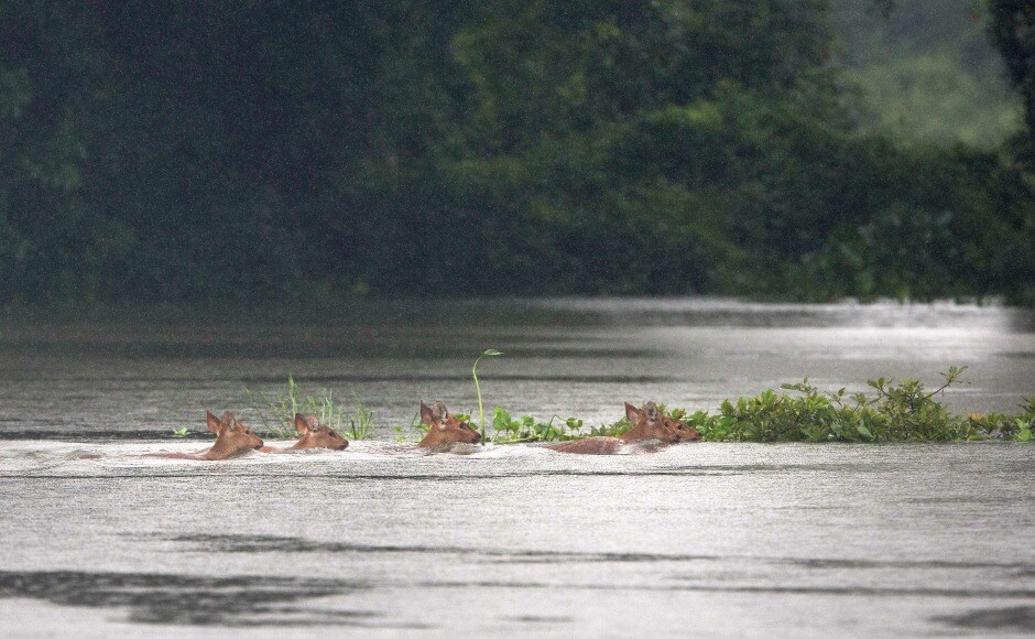 Every year, the poaching situation is especially bad during floods as animals have to wade their way through water to retreat to a higher land. AP Every year, the poaching situation is especially bad during floods as animals have to wade their way through water to retreat to a higher land. AP