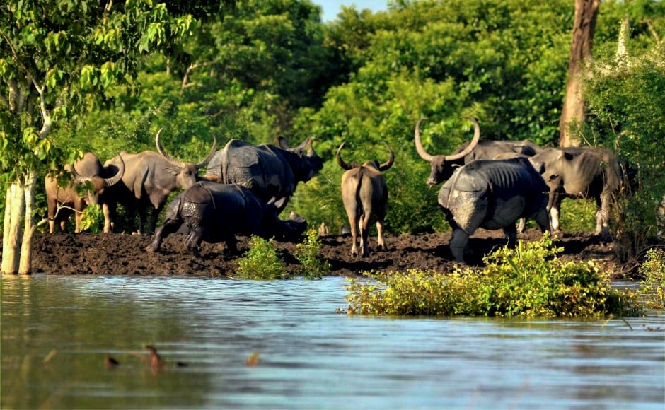 Floods in Assam have also inundated the Kaziranga National Park with efforts underway to help the animals. PTI Floods in Assam have also inundated the Kaziranga National Park with efforts underway to help the animals. PTI