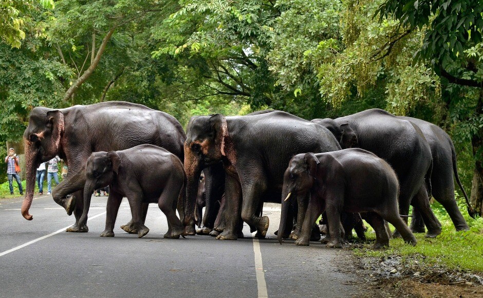 Scores of animals in Kaziranga National Park have been left in grave danger and are forced to flee the deadly floods. Reuters Scores of animals in Kaziranga National Park have been left in grave danger and are forced to flee the deadly floods. Reuters