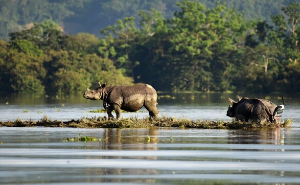 Assam floods: Death toll reaches 60; 12 lakh people, thousands of animals affected Assam floods: Death toll reaches 60; 12 lakh people, thousands of animals affected