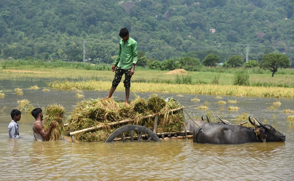 People load their harvested crop onto a buffalo cart in a flooded paddy field at Mayong village in Morigaon district in Assam to escape to dry areas. According to a report by the Assam State Disaster Management Authority, another person died in the district on Sunday. Reuters People load their harvested crop onto a buffalo cart in a flooded paddy field at Mayong village in Morigaon district in Assam to escape to dry areas. According to a report by the Assam State Disaster Management Authority, another person died in the district on Sunday. Reuters