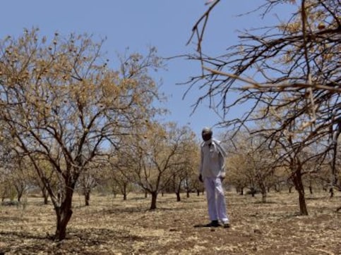Ban on sale of cattle for slaughter: Complicated process, lack of clarity makes Marathwada's farmers dread the new law Ban on sale of cattle for slaughter: Complicated process, lack of clarity makes Marathwada's farmers dread the new law