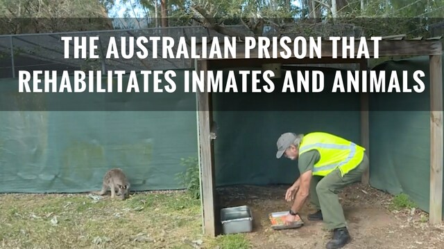 Watch: Australian prison provides rehab for inmates and animals Watch: Australian prison provides rehab for inmates and animals