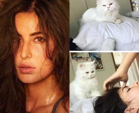 Katrina's sunkissed selfie, Jacqueline and her unimpressed cat: Social Media Stalkers' Guide Katrina's sunkissed selfie, Jacqueline and her unimpressed cat: Social Media Stalkers' Guide