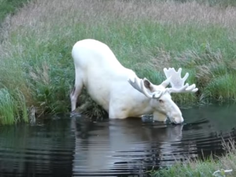 Rare white moose filmed taking a dip in Sweden, tourists flock to Varmland region Rare white moose filmed taking a dip in Sweden, tourists flock to Varmland region