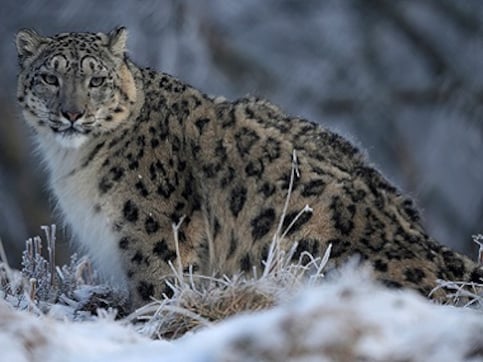 At the GSLEP 2017 summit, a pledge to protect the snow leopard's future, and its habitat At the GSLEP 2017 summit, a pledge to protect the snow leopard's future, and its habitat