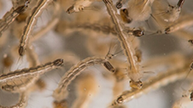 Exposure to Zika virus before birth could cause health issues in babies: Report Exposure to Zika virus before birth could cause health issues in babies: Report
