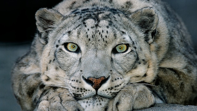 Snow Leopard is no longer an endangered species Snow Leopard is no longer an endangered species