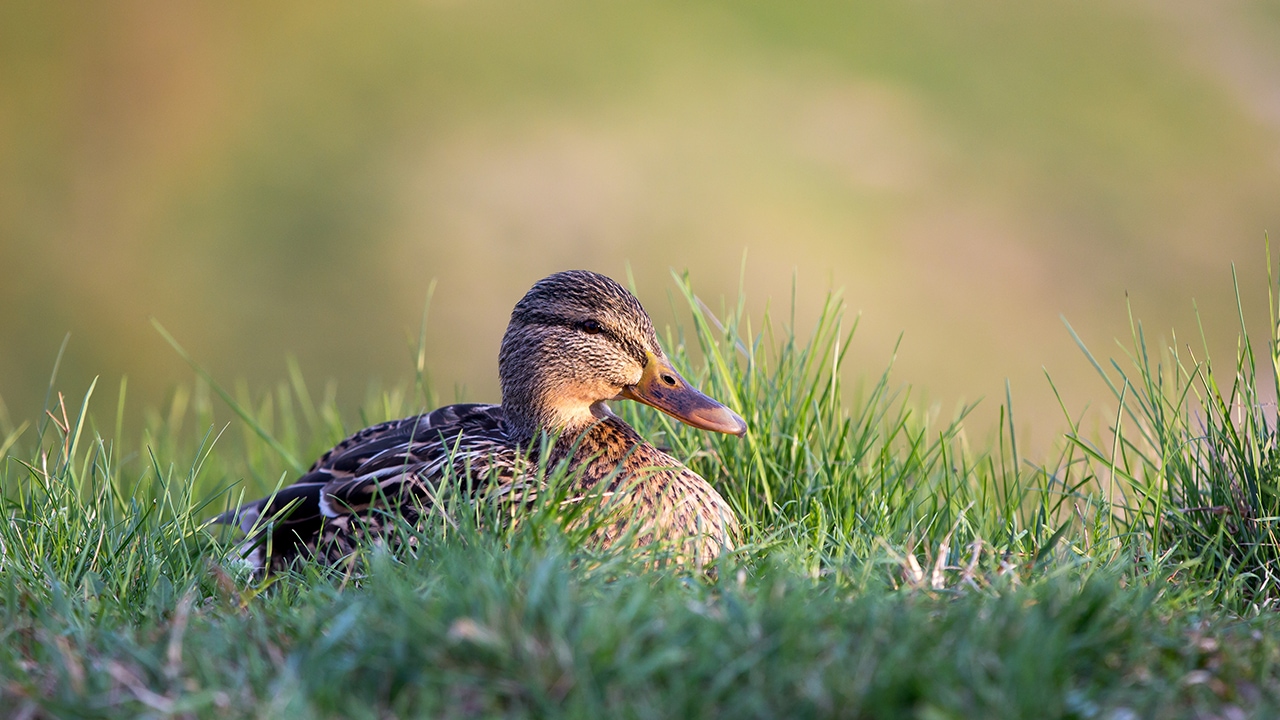 With real bokeh, the foreground and background of a subject is blurred naturally