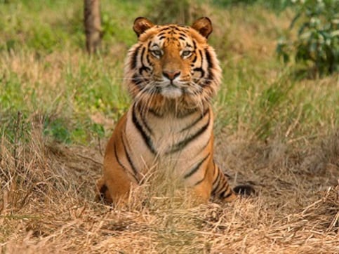 Death of Royal Bengal tiger Mahavir in Odisha reserve deals a blow to translocation of big cats; govt orders probe Death of Royal Bengal tiger Mahavir in Odisha reserve deals a blow to translocation of big cats; govt orders probe