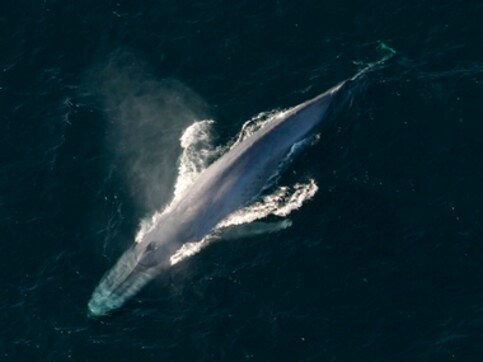 Blue whales mostly prefer their right side to maximise efficiency similar to right-handed humans Blue whales mostly prefer their right side to maximise efficiency similar to right-handed humans