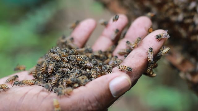 Meet Johnson Jacob — the man famous for being Mumbai’s lone beekeeper Meet Johnson Jacob — the man famous for being Mumbai’s lone beekeeper
