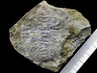 530mn year old fossil of extinct sea creature. Image: University of Edinburgh