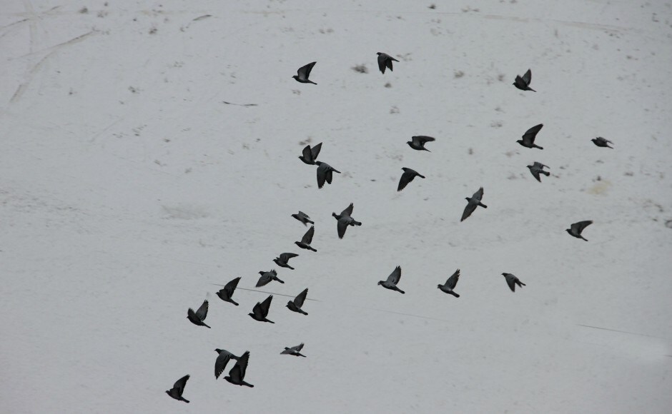 Most of the people associated with the tourism industry awaited snowfall to get the tourists back to the Valley as a fragile security situation since one year kept them away. Firstpost/Sameer Mushtaq Snowfall in Jammu and Kashmir comes as respite to residents after several months of dry spell