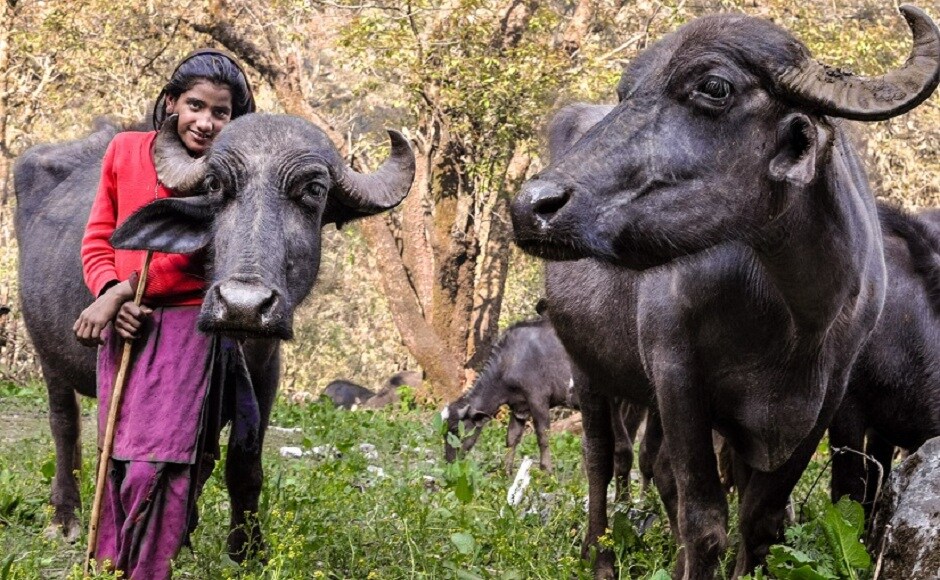 The Van Gujjars, who trace their origins back to Kashmir, first came to the Shivaliks some 1,500 years ago; today, they are distributed across the many northern states. Their lives revolve around their buffaloes — the milk being their only source of income. Here, Bashi tends to the buffaloes. Photograph by Michael Benanav The Van Gujjars, who trace their origins back to Kashmir, first came to the Shivaliks some 1,500 years ago; today, they are distributed across the many northern states. Their lives revolve around their buffaloes — the milk being their only source of income. Here, Bashi tends to the buffaloes. Photograph by Michael Benanav