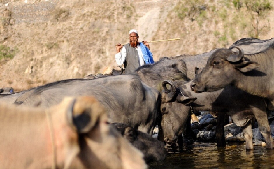 The experience resulted in Benanav starting the Traditional Cultures Project a few years ago, which documents indigenous societies around the world before they disappear. Here, Yusuf supervises the herd as they take a water break. Photograph by Michael Benanav The experience resulted in Benanav starting the Traditional Cultures Project a few years ago, which documents indigenous societies around the world before they disappear. Here, Yusuf supervises the herd as they take a water break. Photograph by Michael Benanav