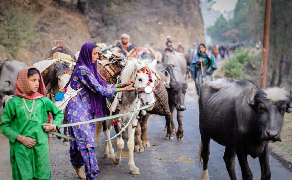 The idea was to document the lifestyle of these forest-dwelling nomads, which is under constant threat of being swallowed by the developing world. Here, Khatoon adjusts the load on one of the mules during the migration. Photograph by Michael Benanav The idea was to document the lifestyle of these forest-dwelling nomads, which is under constant threat of being swallowed by the developing world. Here, Khatoon adjusts the load on one of the mules during the migration. Photograph by Michael Benanav