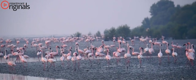 Flamingo watching in Mumbai: Winged visitors arrive for winter date Flamingo watching in Mumbai: Winged visitors arrive for winter date