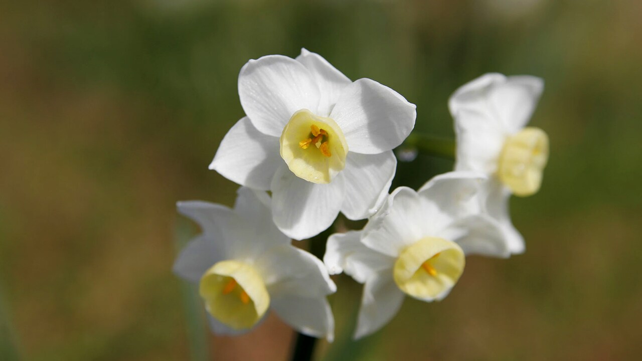 Bokeh refers to the quality of the out-of-focus portion of an image, usually the background