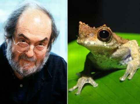 Newly discovered 'Clockwork Orange' frog species named after legendary director Stanley Kubrick Newly discovered 'Clockwork Orange' frog species named after legendary director Stanley Kubrick