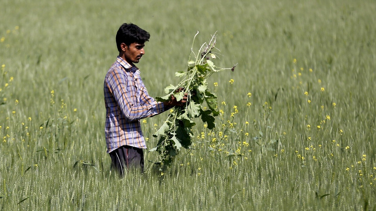 Climate Change To Only Worsen The Weed Menace That Indian Farmers Face