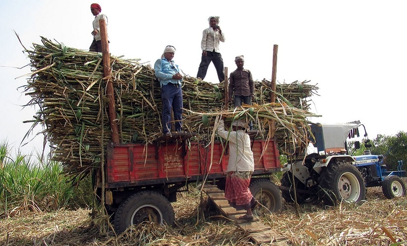 Mukta and others load the cut sugarcane on to trucks. Firstpost/Parth MN