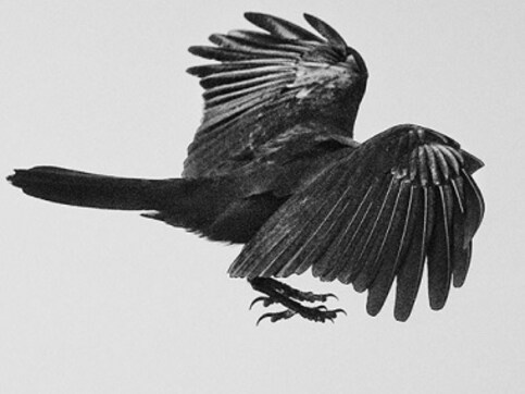 Meanwhile on Instagram: Photographer Ronny Sen trains his lens on urban crows Meanwhile on Instagram: Photographer Ronny Sen trains his lens on urban crows